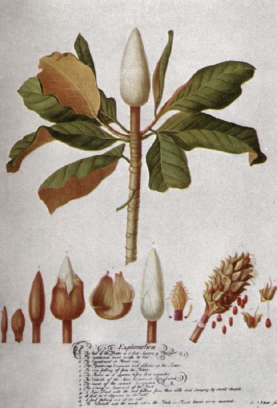 unknow artist Magnolia Altissima
